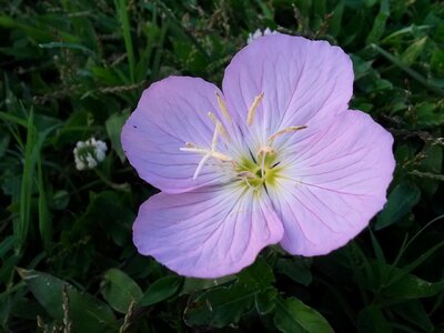 Summer plant spring flower photo