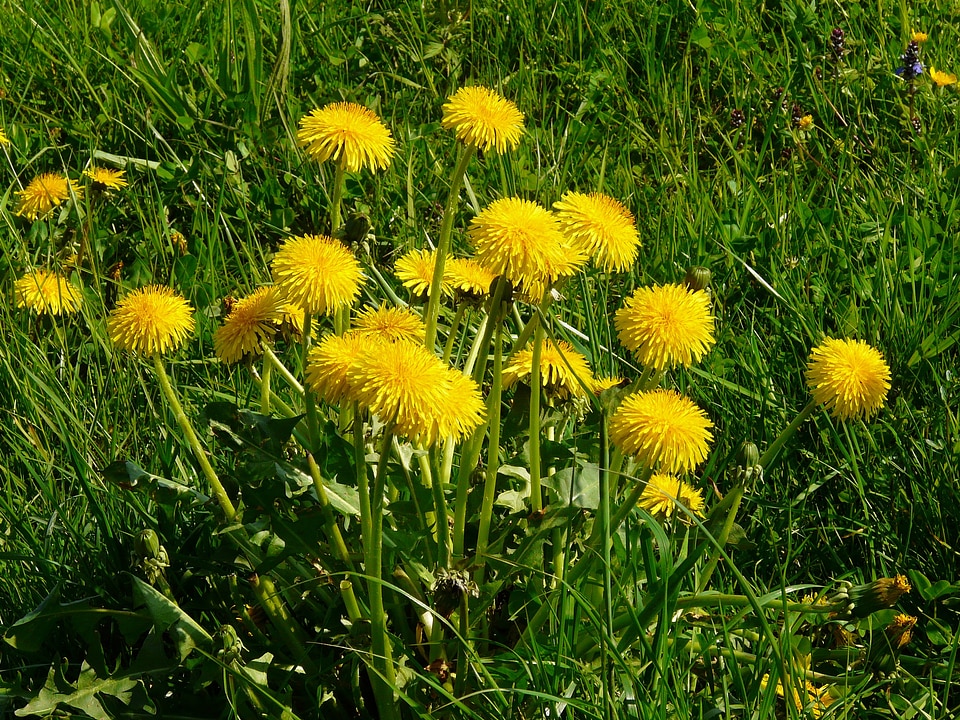 Pointed flower nature yellow