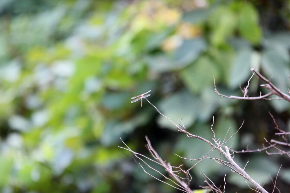 Forest mountain twig