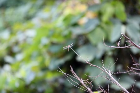 Forest mountain twig