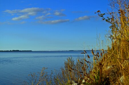 Fishing spot fish reed photo