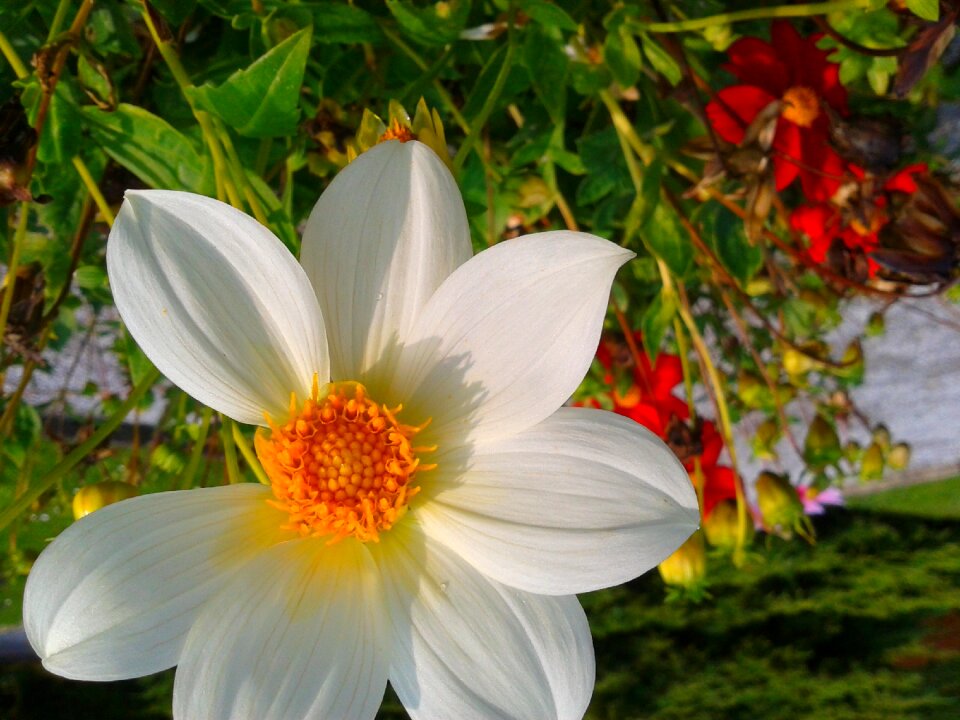 White park garden