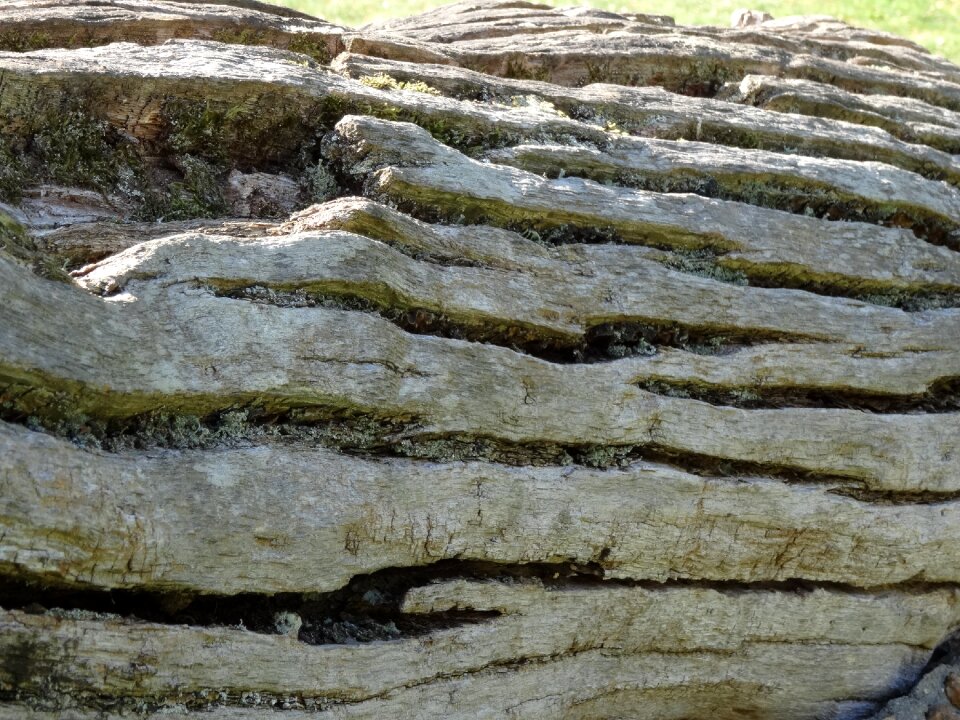 Wrinkled bark natural tree trunk