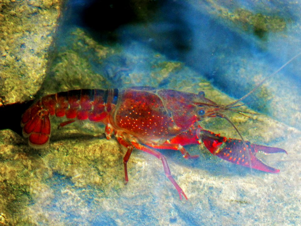 Crustacean fish sea