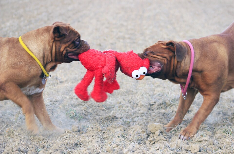 Mastiffs animal french