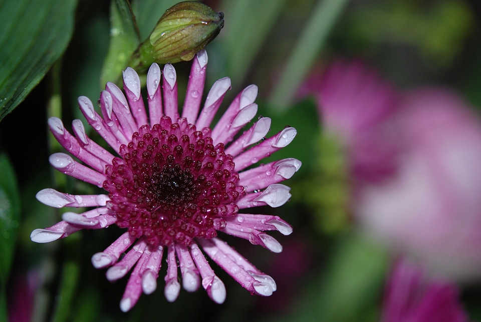 Colour lilac macro photo