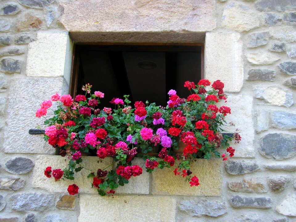 House flowers in the window spring