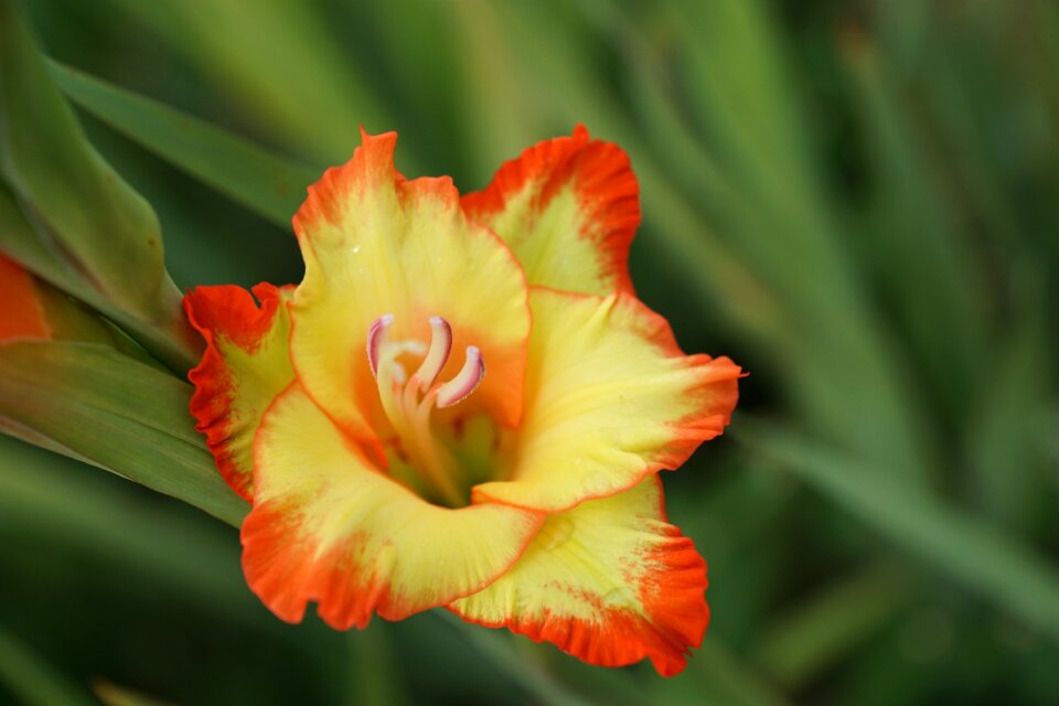 Spring fragrance aroma