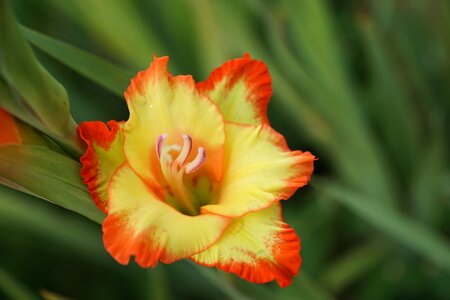 Spring fragrance aroma