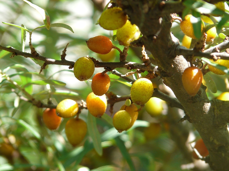 Fruits hippophae rhamnoides willow arbor