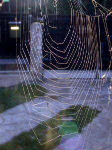 Spider fiber indian summer