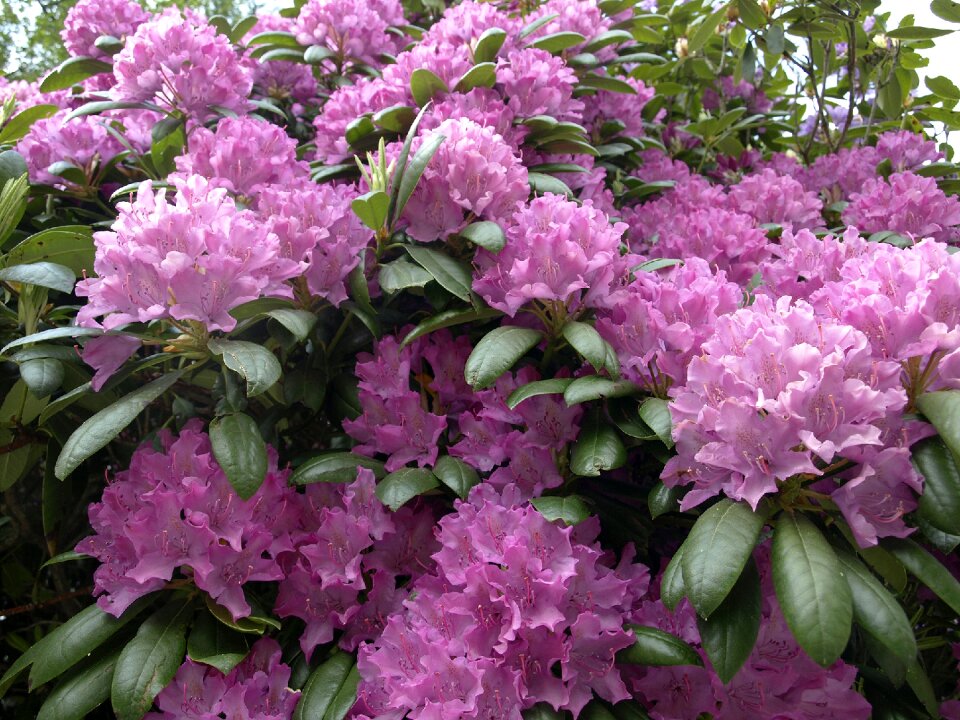 Bloom inflorescence plant
