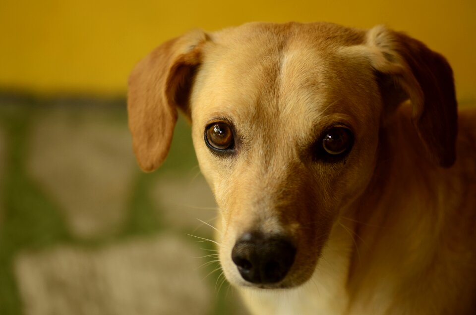 Half shadow dog eyes dog face