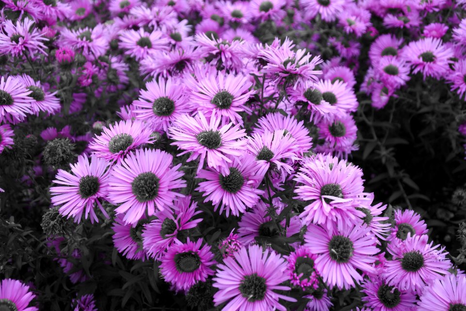 Bush garden nature