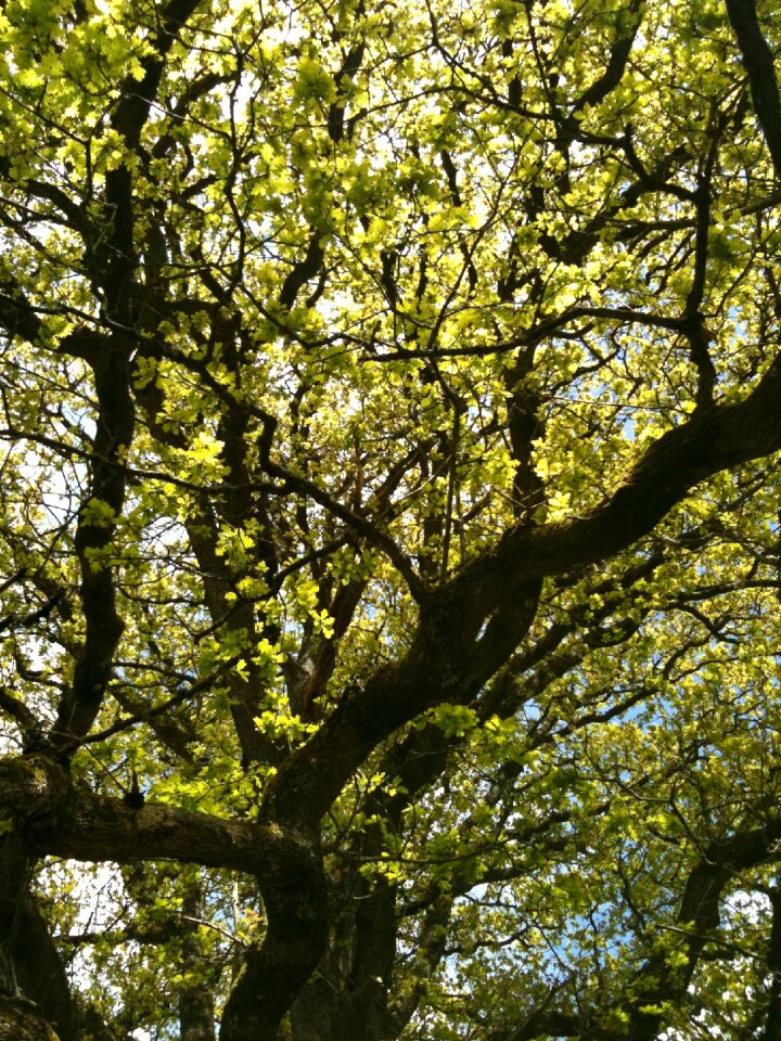 Old tree field forest