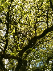 Old tree field forest