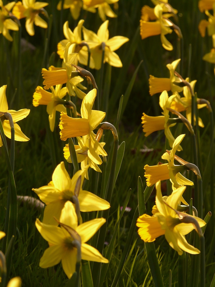 Plant flowers spring