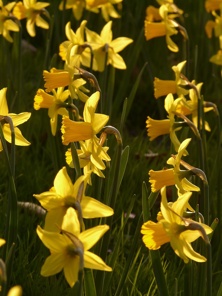 Plant flowers spring photo