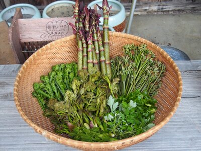 Herb bio eco-friendly