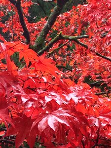 Red leaf wood photo