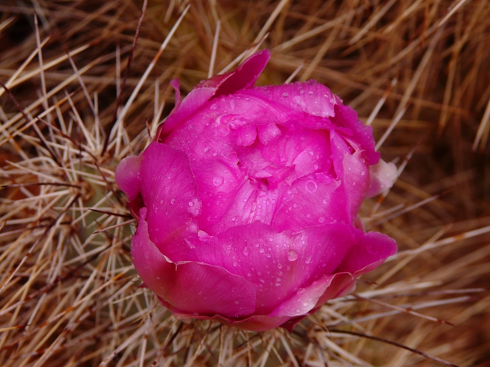 Flower plant sting