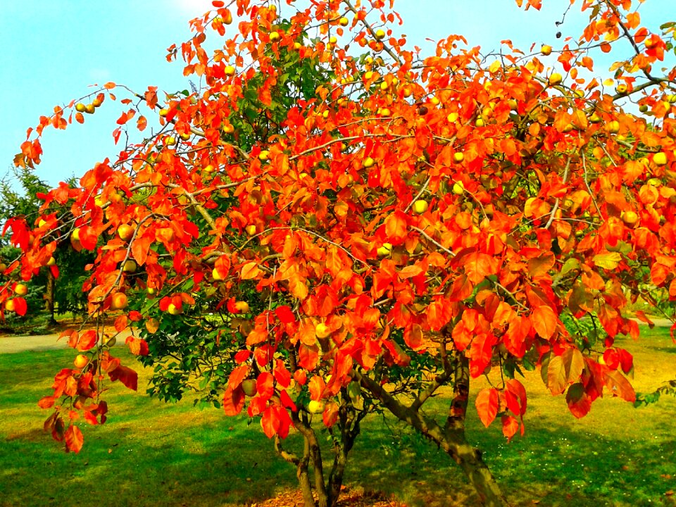Orange tree garden