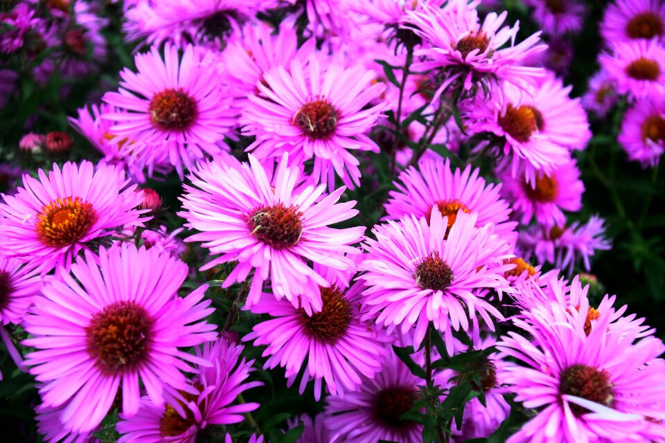 Bush garden nature