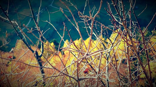 Leaves in the autumn tree in the fall leaves