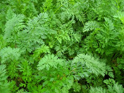 Green bed garden