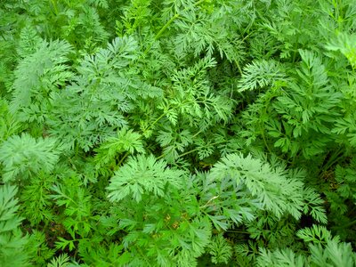 Green bed garden photo