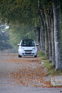 White road leaves photo