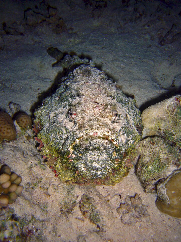 Underwater world sea meeresbewohner