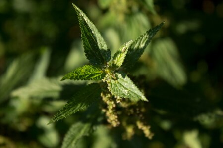 Local nature nettles