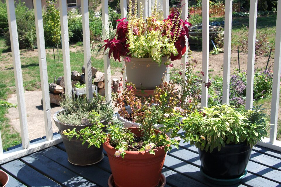 Deck contrasts gardening