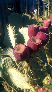 Italy garden fruit