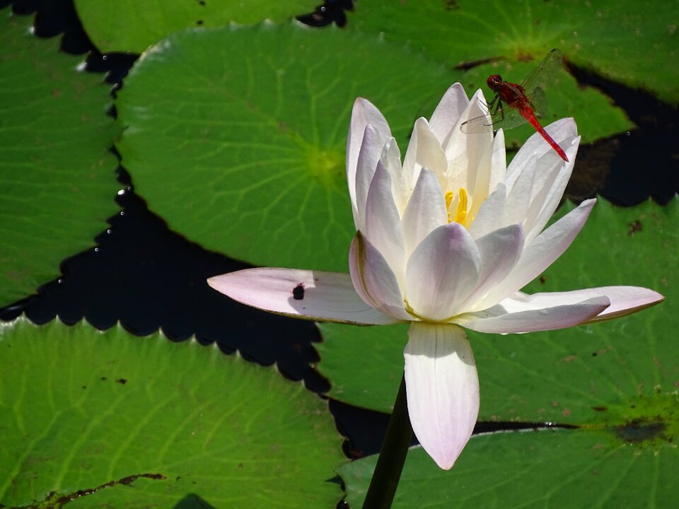 White flower nature