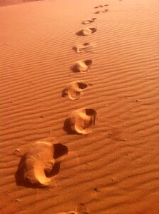 Africa desert camel photo