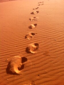 Africa desert camel