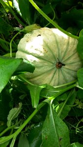 Plant nature green