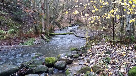 Autumn nature landscape water stream photo