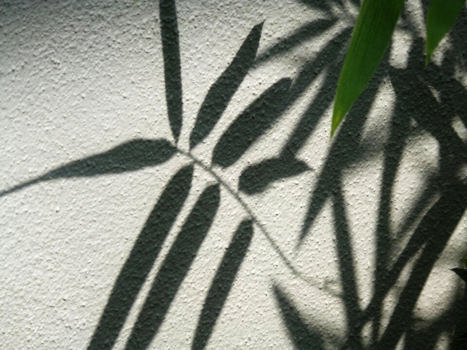 Leaf plant nature