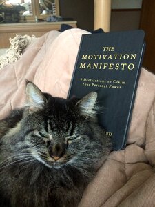 Cat feline reading photo