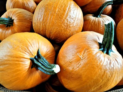 Halloween pies food photo