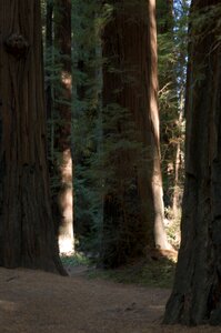 Forest trunks photo