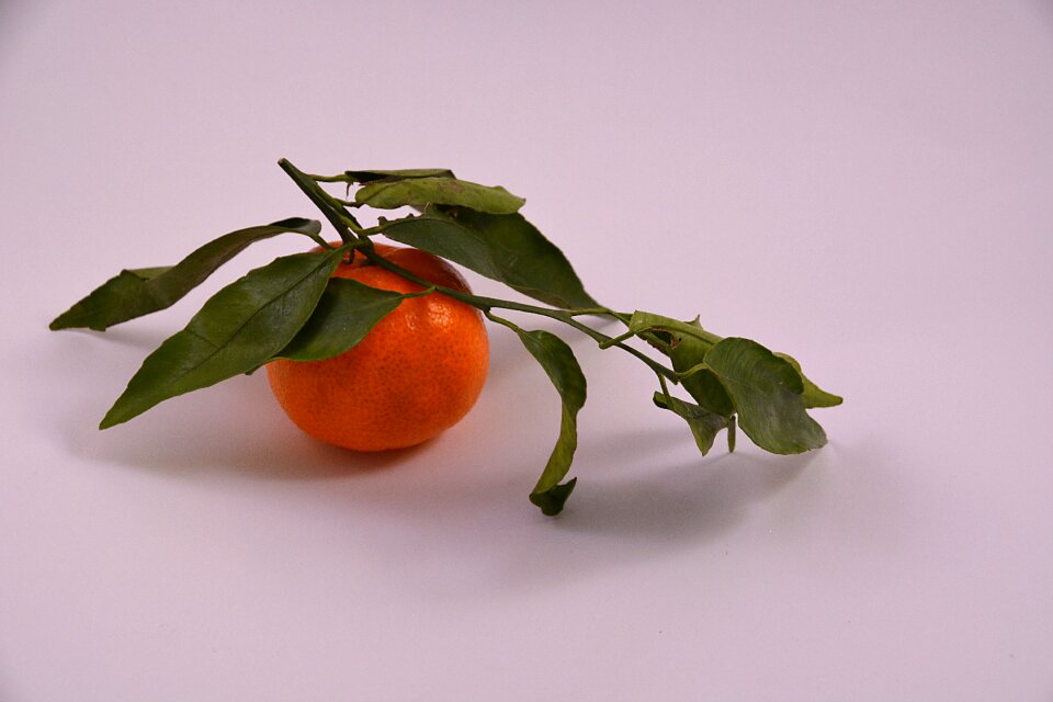 Flavor citrus fruit trees