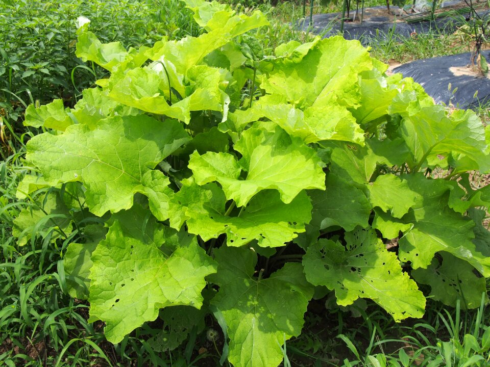 Vegetables gregor spring