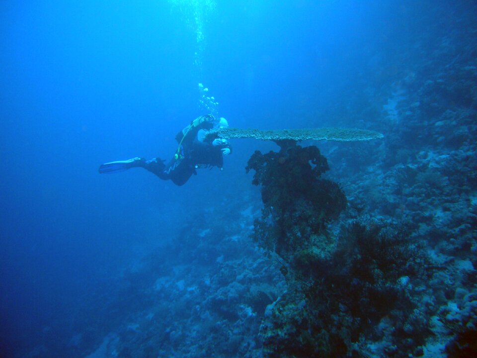 Underwater world sea divers