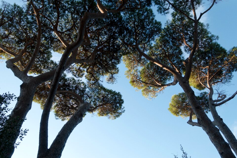 Blue low angle shot tree