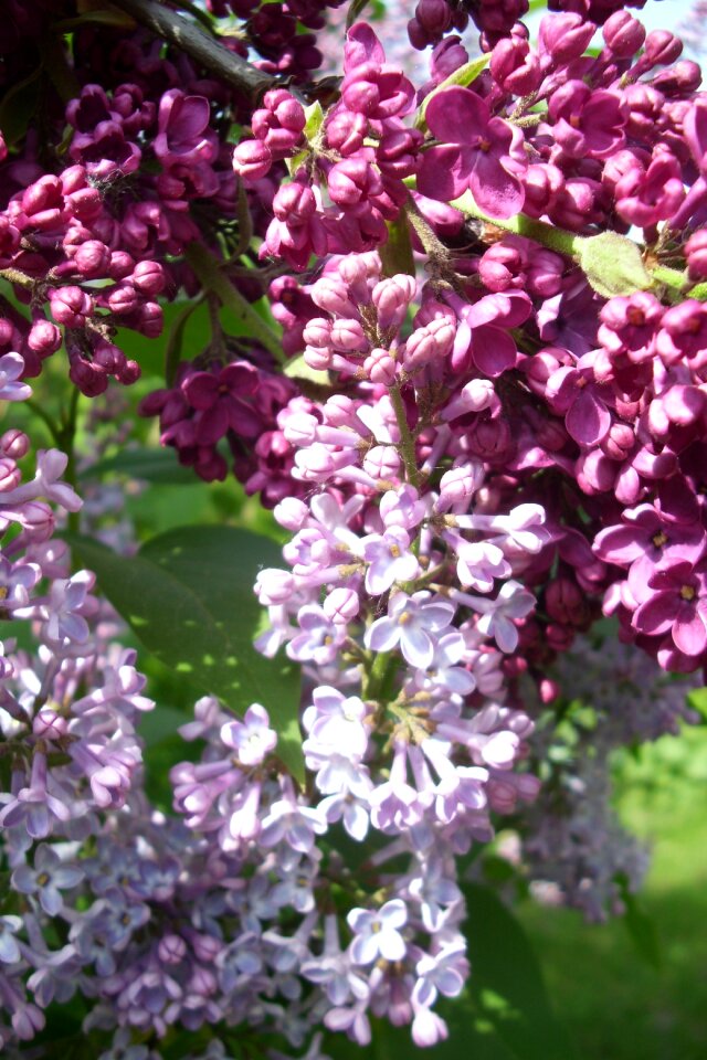 Bush plant spring