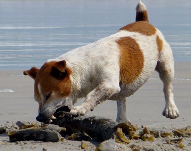 Teeth jack russel bite